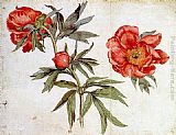 Study of Peonies by Martin Schongauer